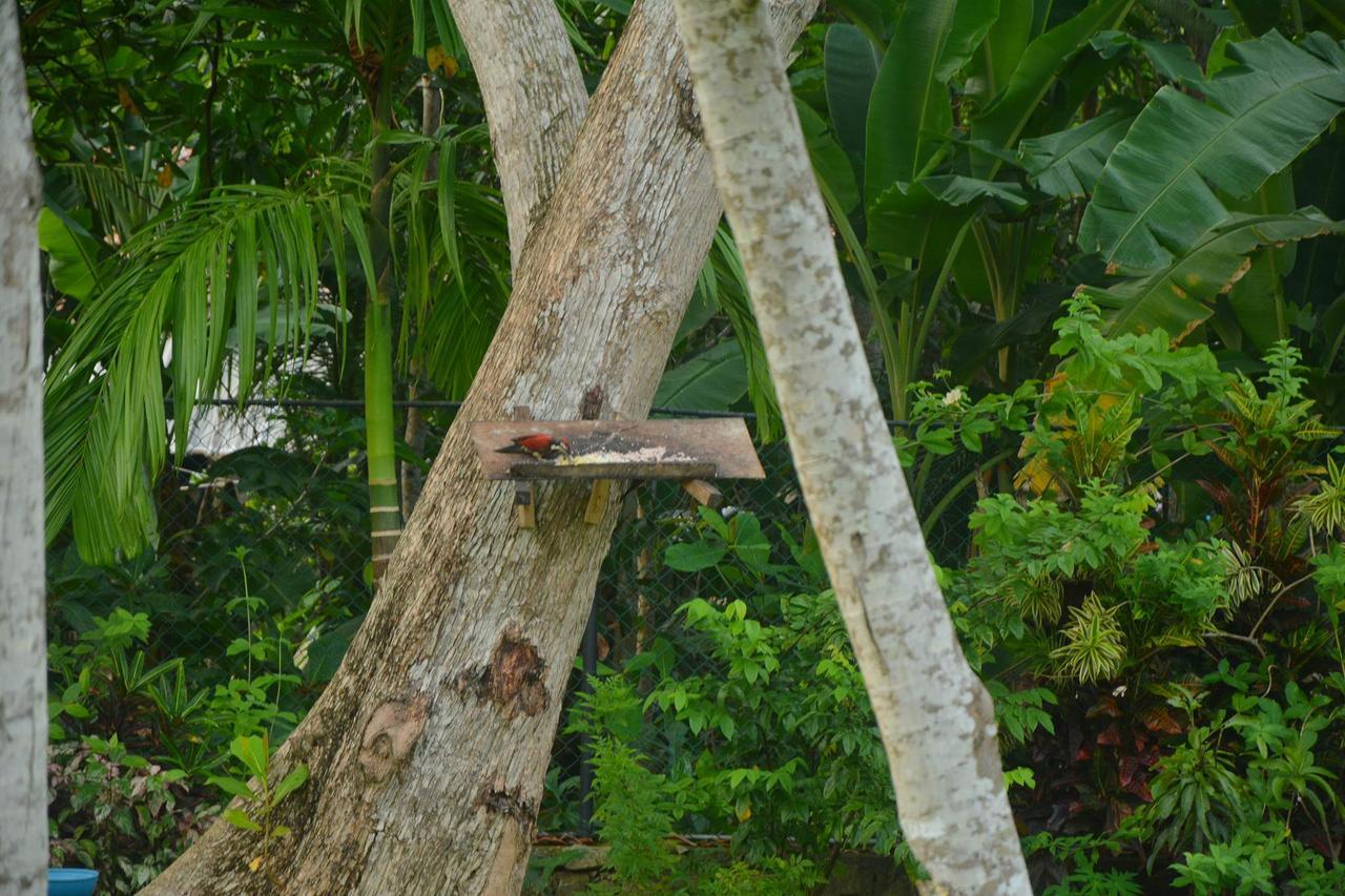 Nature Paradise Villa Balapitiya Extérieur photo